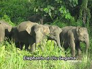 elephant at ulu segama2
